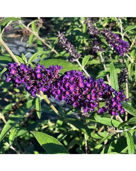 Buddleja davidii 'Black Knight' 30-40 C2L