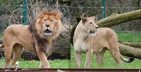 V belgické zoo lev zardousil lvici Mayu z Česka, měl se s ní původně pářit