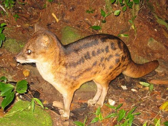 Soubor:Fossa fossana (JoRoRe 2004-08-17 18h08m10s).jpg – Wikipedie