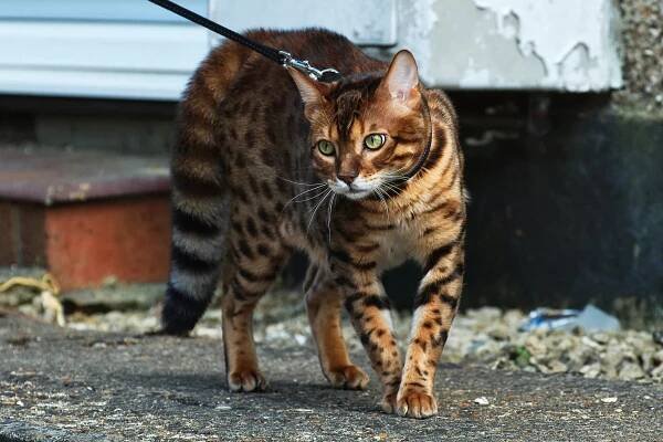 Bengálská kočka (79 fotografií): popis koček plemene Bengálsko. Velikost koťat podobných leopardům a dospělým skvrnitým