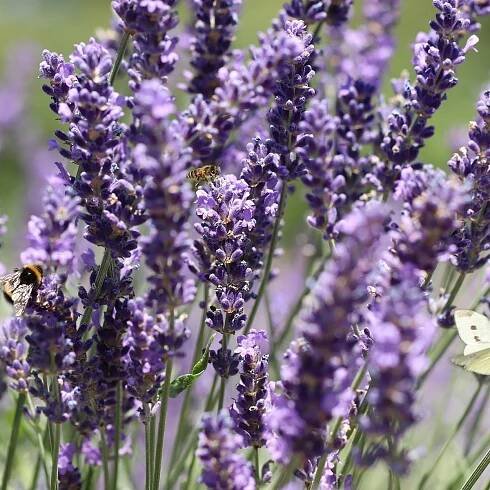 Levandule francouzská Bandera Purple - Lavandula stoechas - osivo