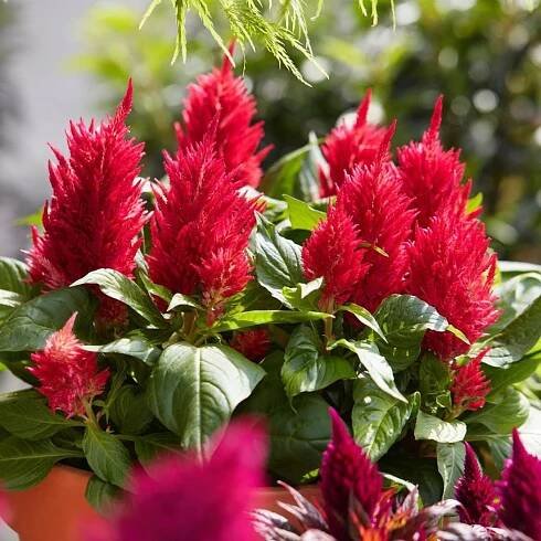 Celosia Kelos featured