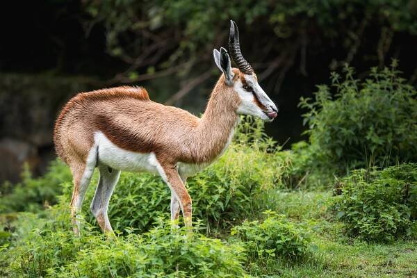 Antilopa skákavá : Safari Park Dvůr Králové