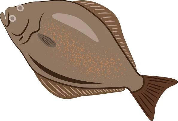 Halibut