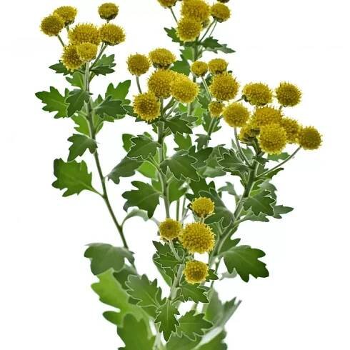 Ajanka Pacifická YELLOWDAY 55cm