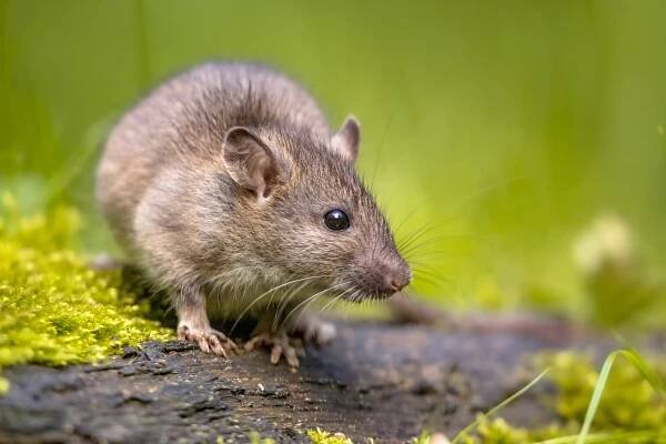 Roof Rat