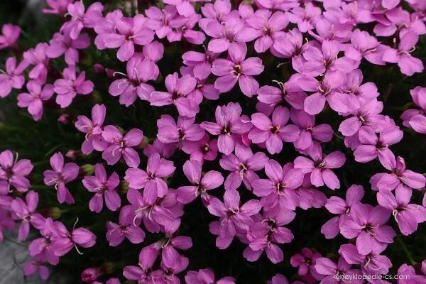 Silenka bezlodyžná (Silene acaulis subsp longiscapa), květy, květenství