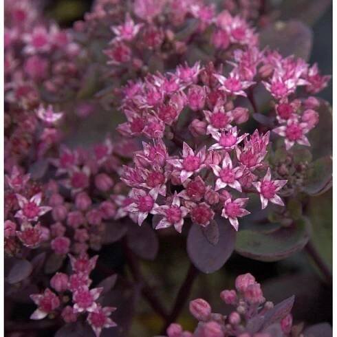Pflaumen Fetthenne Vera Jameson - Sedum cauticola