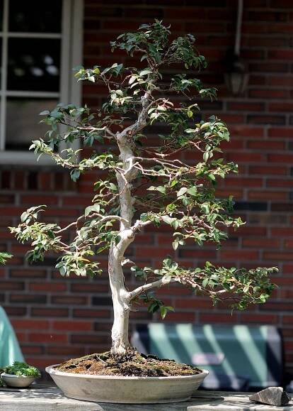 Soubor:Jaboticaba bonsai, June 7, 2008.jpg