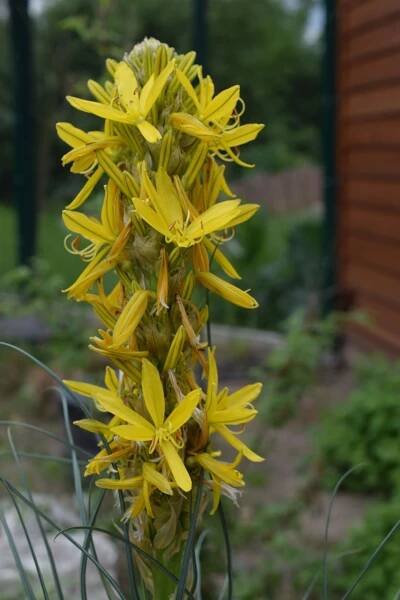 Asphodeline | Zoo Plzeň