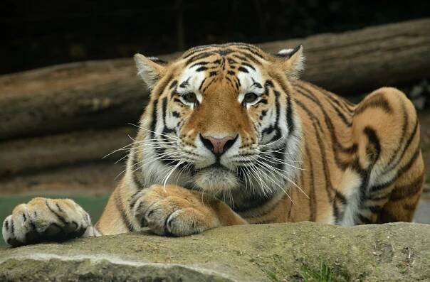 Zoo Olomouc dostala povolení k odchovu, těší se na mláďata tygrů