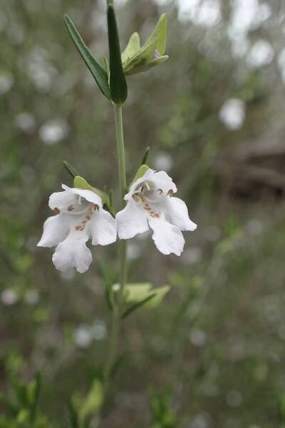 Prostanthera baxteri