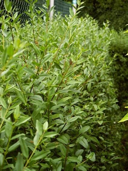 Ligustrum vulgare Atrovirens | Ligustrum - ptačí zob |Zahradnictví Franc 