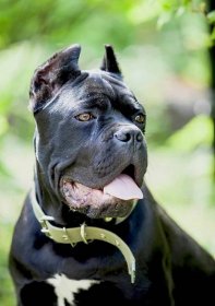 Close up portrait of black Cane Corso with green collar