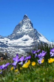 Wildflower At The Matterhorn Mountain Wallpaper