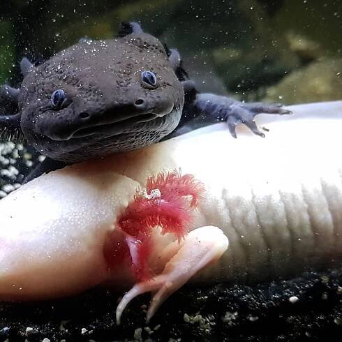 Axolotls: The adorable, giant salamanders of Mexico