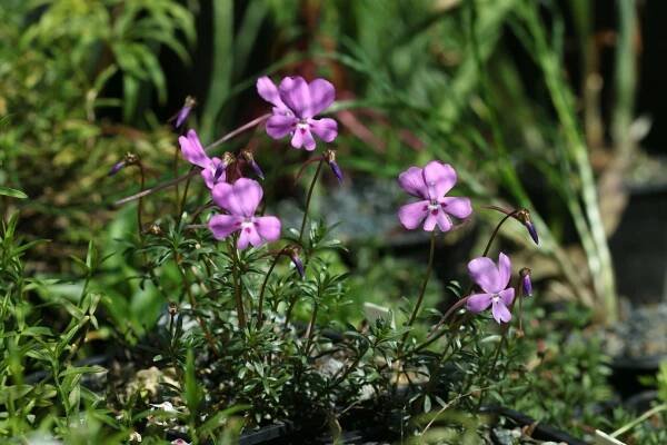 Popis rodu Viola