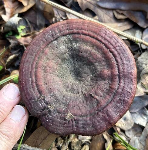 Ganoderma curtisii: Identification, Habitat, and Uses