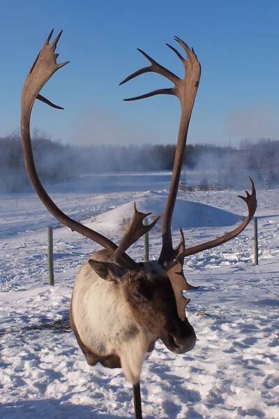 Bear, Moose, & Whitetail Deer Taxidermy Mounts in Saskatchewan | Cuss Creek Taxidermy
