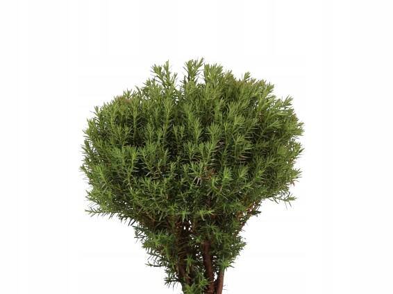 Zerav západní 'Teddy' (Thuja occidentalis) – sazenice 10 – 15 cm Výrobce Konieczko Piotr. Szkółka drzew i krzewów owocowych oraz ozdobnych