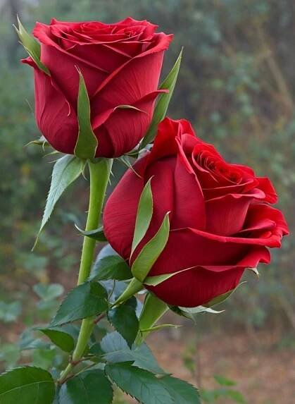 Pin by Claude Choueiri on Fleurs | Red roses, Flowers photography, Beautiful flowers pictures