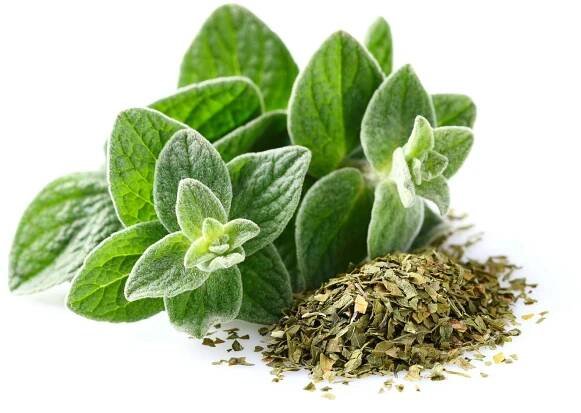 Oregano