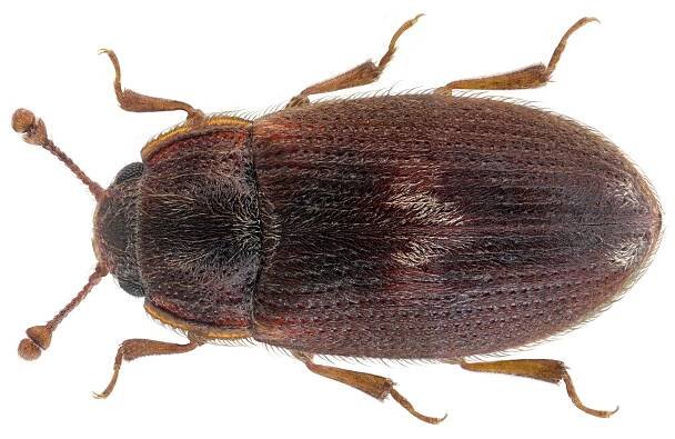 Biphyllidae