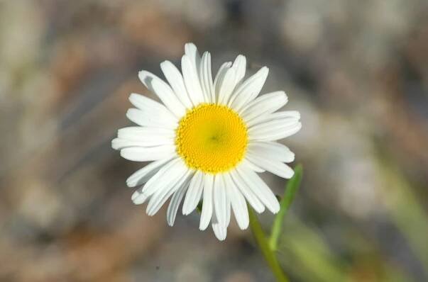 Becky shasta daisy flower closeup.