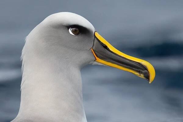 Soubor:Thalassarche bulleri - SE Tasmania 2019 (cropped).jpg