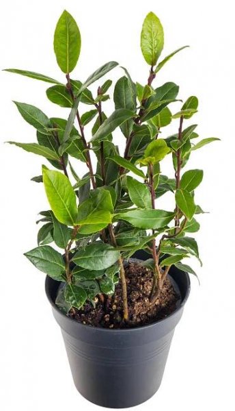 Bobkový list, Laurus nobilis, v květináči, skladem | ZAZUMi.cz