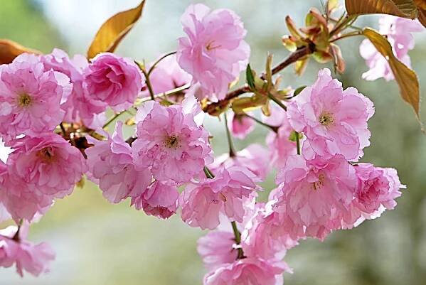 Sakura ozdobná 'Kanzan' (Prunus serrulata)