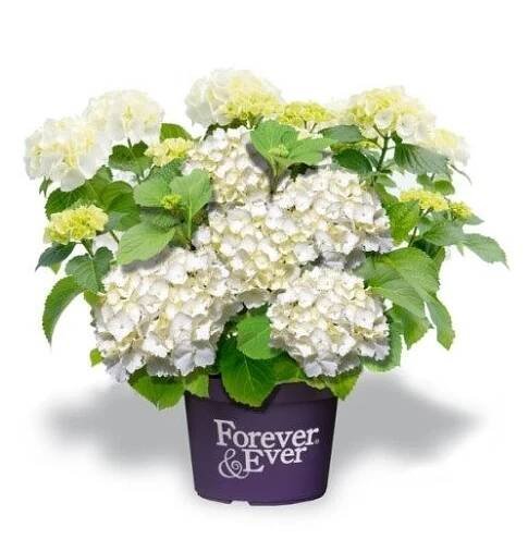 Hortenzie velkolistá 'Forever&Ever'® 'WHITE' - Zahradní centrum 