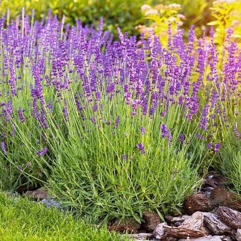 Levandule úzkolistá HIDCOTE BLUE nízká odrůda INTENZIVNĚ VONÍCÍ, odolná Výrobce Internetowy Ogród