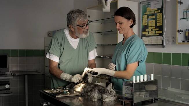 Jiří Bartoška jako veterinář. Teorie tygra - iDNES.tv