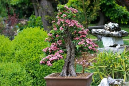Jak prořezávat bonsai
