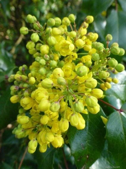 Mahonie cesmínolistá Undulata (Mahonia aquifolium), květy, květenství