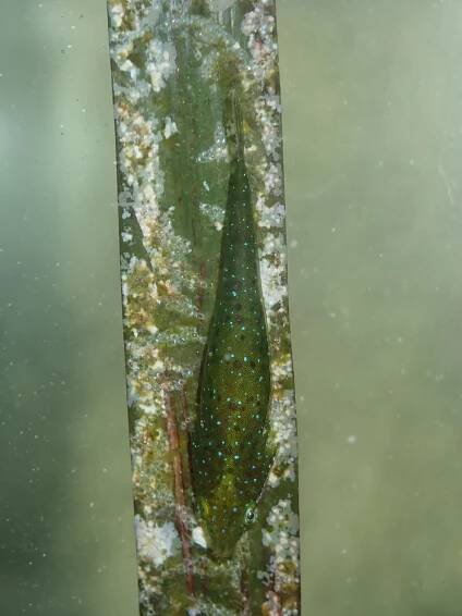 Opeatogenys gracilis