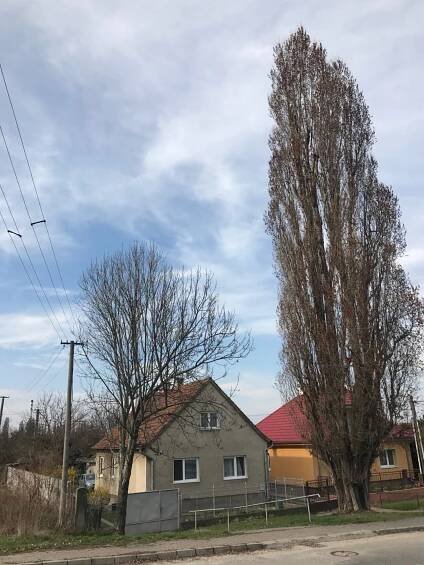 Ošetrovanie a výrub stromov | Výškové práce KEISH