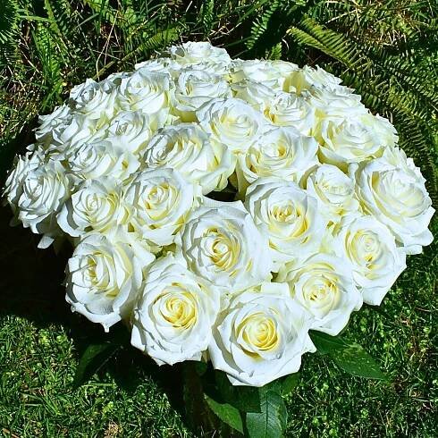 Rose Mia®