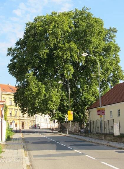 Soubor:Platan javorolisty in Mikulov (3).jpg – Wikipedie