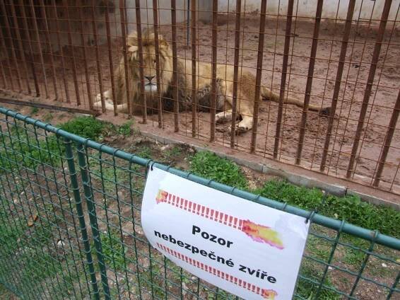 Pustit lva není problém, pes musí být na vodítku. Zákon je na chovatele šelem krátký, říká expertka