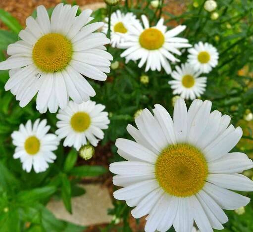 23 Perennials to Plant in August to Bloom through Fall - Homestead Gardener