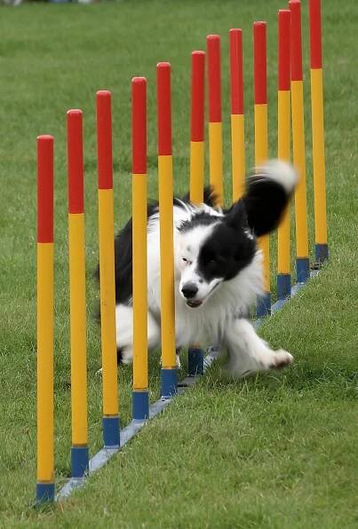 Agility – KK Ráječko