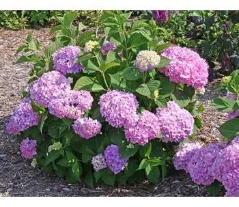 Hydrangea macrophylla 'Bailmer'