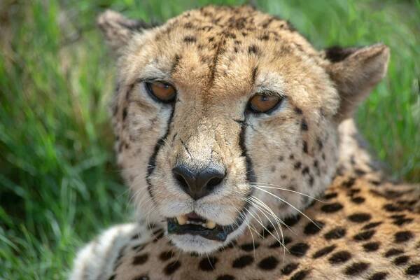 Základová fotografie na téma acinonyx jubatus, africká savana, africké divoké zvěře, afrika, chování zvířat, detail, divočina