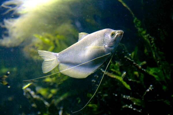 Aquaria/Moonlight gourami