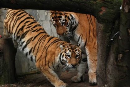 Ostravští tygři se začali pářit | Témata