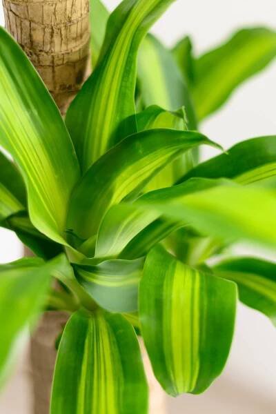 Dracaena Fragrans plant