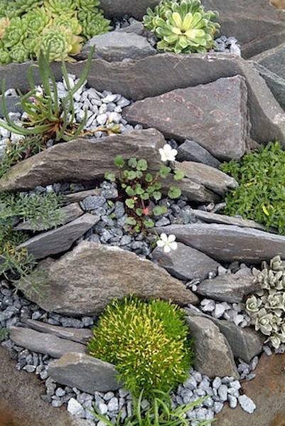 a rock garden with various plants and rocks