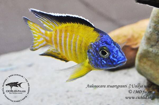 Aulonocara-stuartgranti-Usisya--(1)